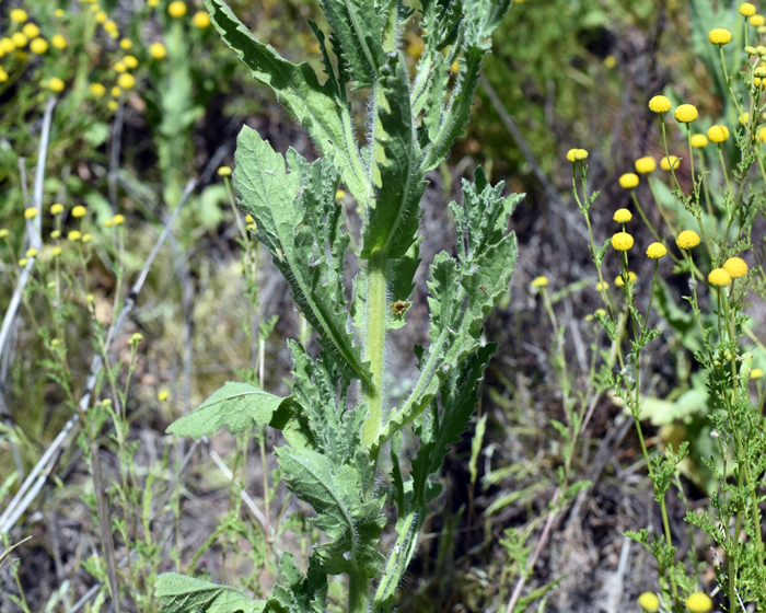 Coulter's Horseweed has green leaves, both from a basal rosette as well as along the upper stems. Leave are sessile and often clasping to the stems in an alternate fashion. Laennecia coulteri